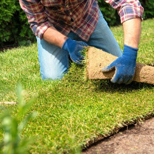 Sod Installation